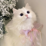’lexa ୨୧