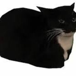 Cat-astrophic Games