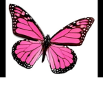 The butterfly fans