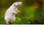 Rats Are Good :)