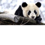 Pandy i L-i-s-k-i