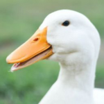 bald ducks