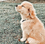 !~Puppies~!