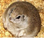 RATS ONLY!!!!!!!!!!!!!!!!!!!!!!!!!!!!!!!!