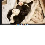 twilight cats