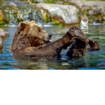 BUNNYS BEARS AND GIRAFFES