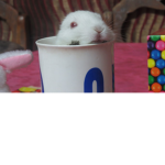 Bunny Fan Group :3