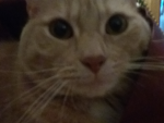 Cats are AMAZING!!!!! just like you guys!!