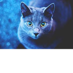 gato :3