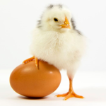 The Chick