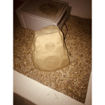 The best ROCK