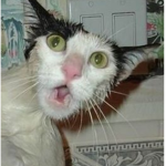 .CATS..K