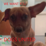 Dogs United We want you!