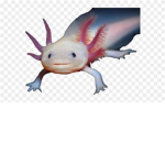 Axolotl Bedwars Cl@n