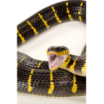 Snake trap