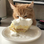 별파크루