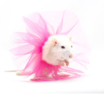 A amazing animal
