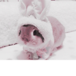 ¡ Little Bunnies!