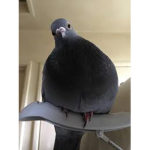 PIGEON GANG BY LOLA