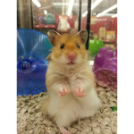 teddy bear hamster