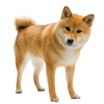 Shiba Mafia (SMM)