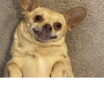 Dog cat dog dog cat cat dog cat
