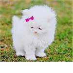The Kitty Fan