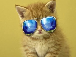 [BIG UPDATE] Boss Kittens Shows And Meetings!