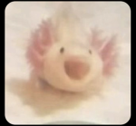 Mango’s Axolotl Army!