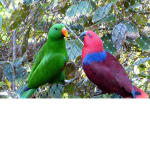 !Parrot_Xxgang!