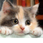 Warrior cat fan group :)