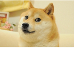 Itz Team Doge