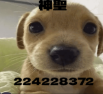 Sacred神聖