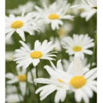 Amazing Daisy Squad