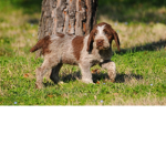 puppy united!!!!!!!!!!!!!