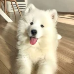 samoyd Group Thumbnail