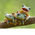 cute frog's