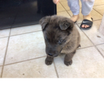 Puppy is awsome