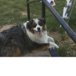 MR.PUPPY POWER