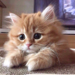 Kitty Cat Fans!!!