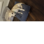 #TEAMDOGS!