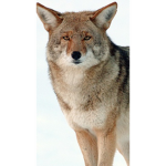 Coyote Army Tha Best