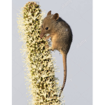 honey jumping rats