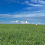 Grassy Sky et al.