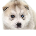 Huskies :)