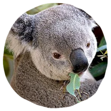 Marsupial study quarters Roblox group icon