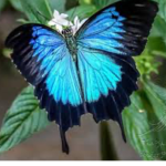 Butterfly squad c:
