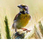 ALPHA_BIRDS