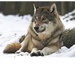 Wolf squadYT
