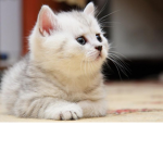 nadia cat